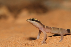 Djebel Bani Lizard-Toed Gecko photo 2