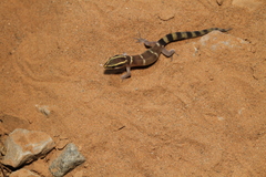 Djebel Bani Lizard-Toed Gecko photo 3