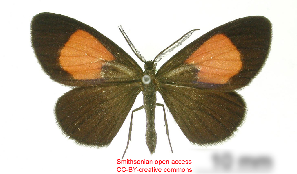 Sangalopsis ino