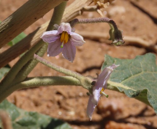 Image of Solanum lichtensteinii by no rights reserved