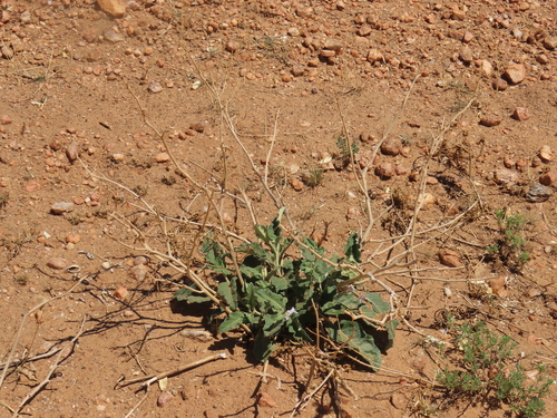 Image of Solanum lichtensteinii by no rights reserved