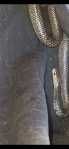 Eastern Brown Snake sighting