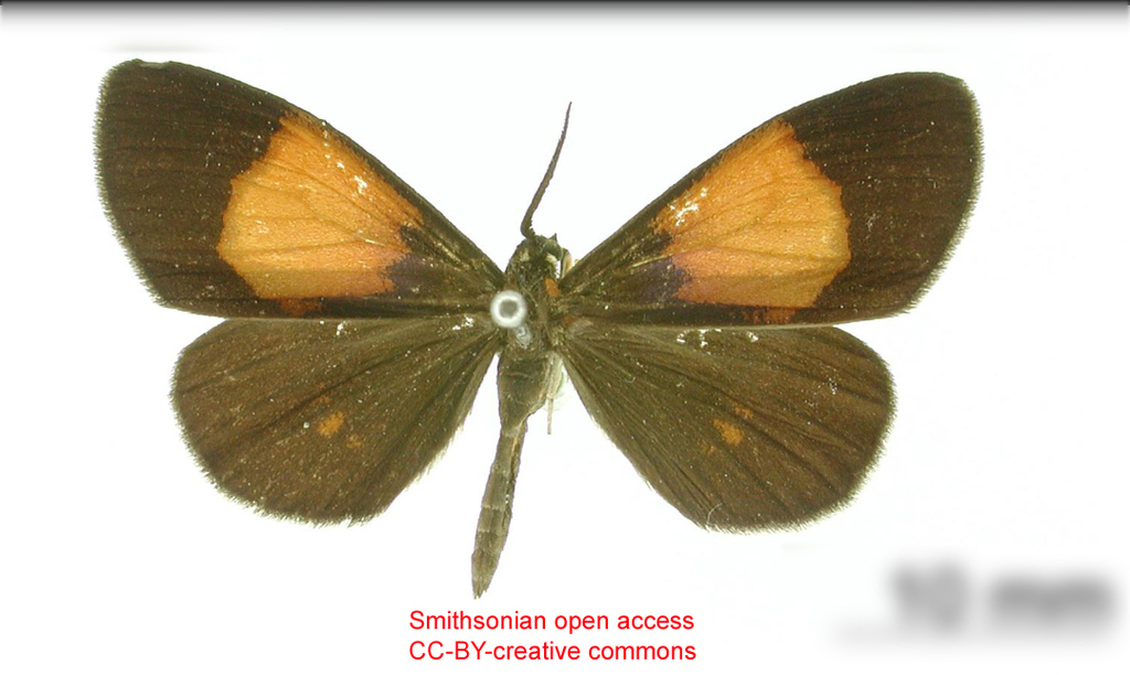 Drymoea lippa