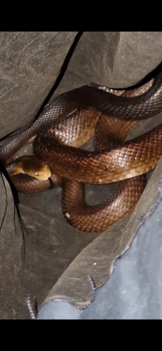 Coastal Taipan sighting