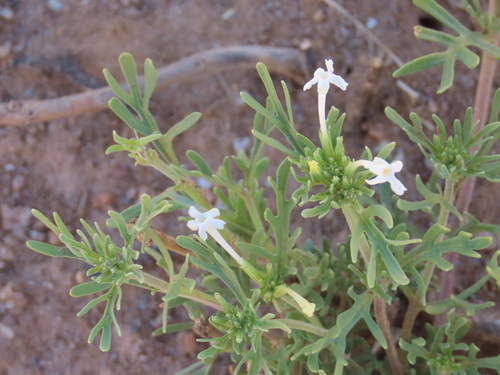 Image of Chascanum pinnatifidum by no rights reserved