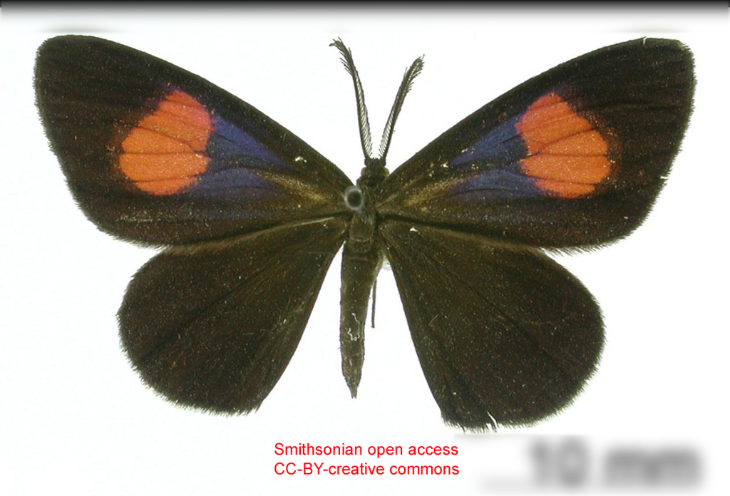 Drymoea tricolor