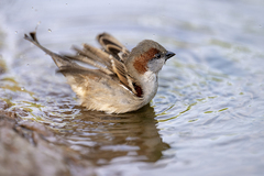 Jungle Sparrow photo 2