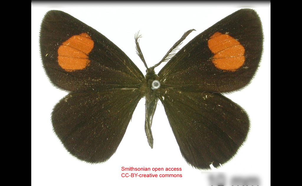 Sangalopsis versicolor