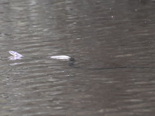 Barred Grass Snake, 8377 Kalenberg, Nederland, photo 10 of 10