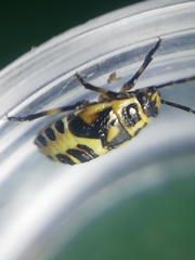 Strachiini