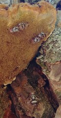 Myennis octopunctata