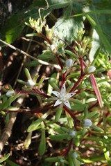 Sedum jaliscanum