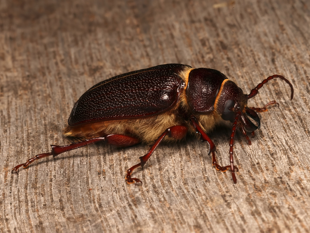 Sceleocantha garnseyi