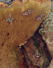 Myennis octopunctata