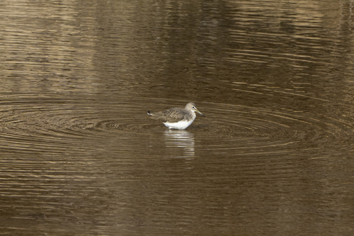 Green Sandpiper