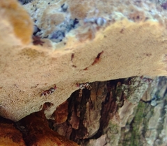 Myennis octopunctata