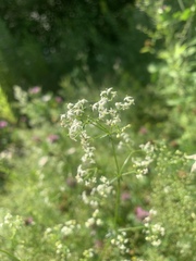 Galium mollugo