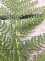 Athyriaceae