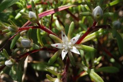 Sedum jaliscanum