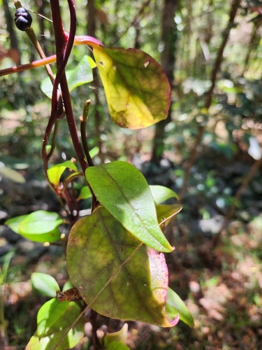 Image of Basella alba by no rights reserved