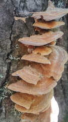 Bondarzewiaceae