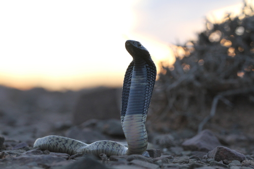 Egyptian Cobra