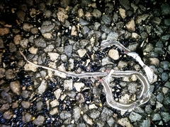 Masticophis taeniatus girardi