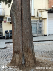 Cupressus sempervirens