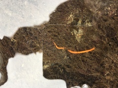 Tubulanus