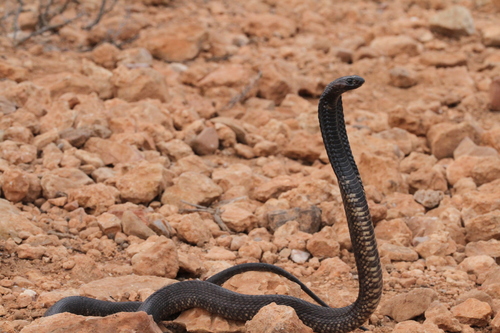 Egyptian Cobra