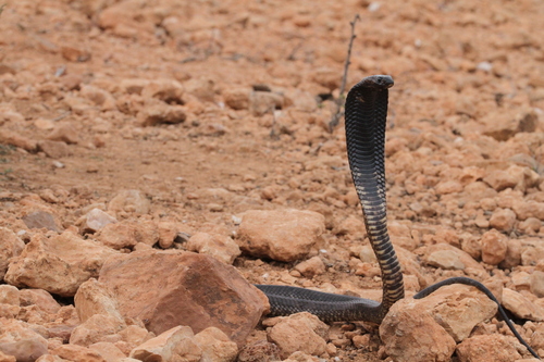 Egyptian Cobra