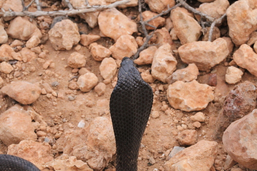 Egyptian Cobra