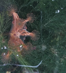 Haliclystus sanjuanensis