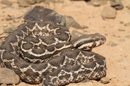 Moorish Viper