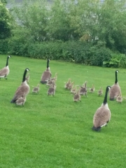 Branta canadensis
