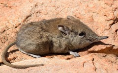 Elephantulus myurus