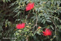 Calliandra tweediei