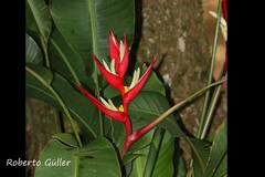 Heliconia brasiliensis