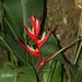 Heliconia brasiliensis - Photo (c) Roberto Guller, some rights reserved (CC BY-NC-ND), uploaded by Roberto Guller