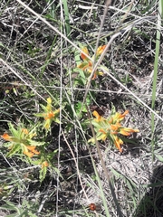 Castilleja arvensis