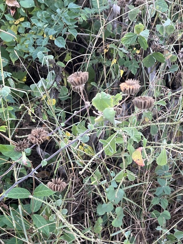 Indian Mallow