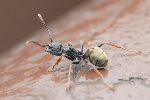 Dolichoderus tuberiferDolichoderus tuberifer