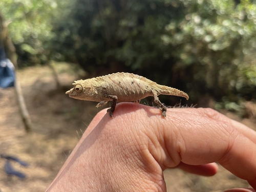 Spectral Pygmy Chameleon