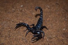 Deccanometrus bengalensis