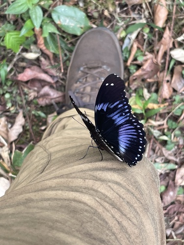 Blue Diadem Butterfly