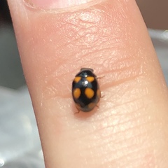 Brachiacantha ursina