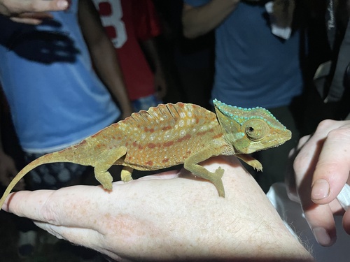 Crested Chameleon