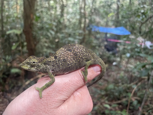 Cameroon Chameleon