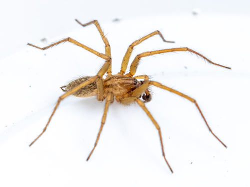 Hobo spider