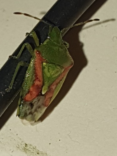 Juniper Shield Bug, Smallingerland, Friesland, Netherlands, photo 6 of 10